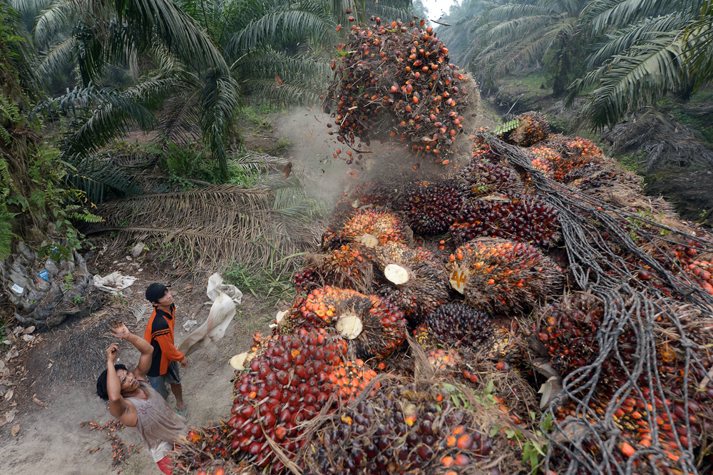 trabajador aceite de palma